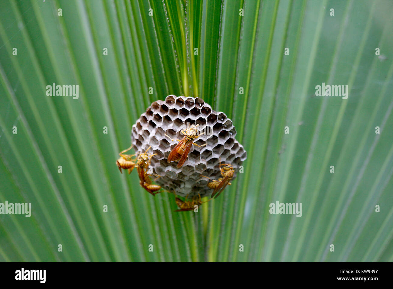 Hive of wasps - Bangladesh Stock Photo
