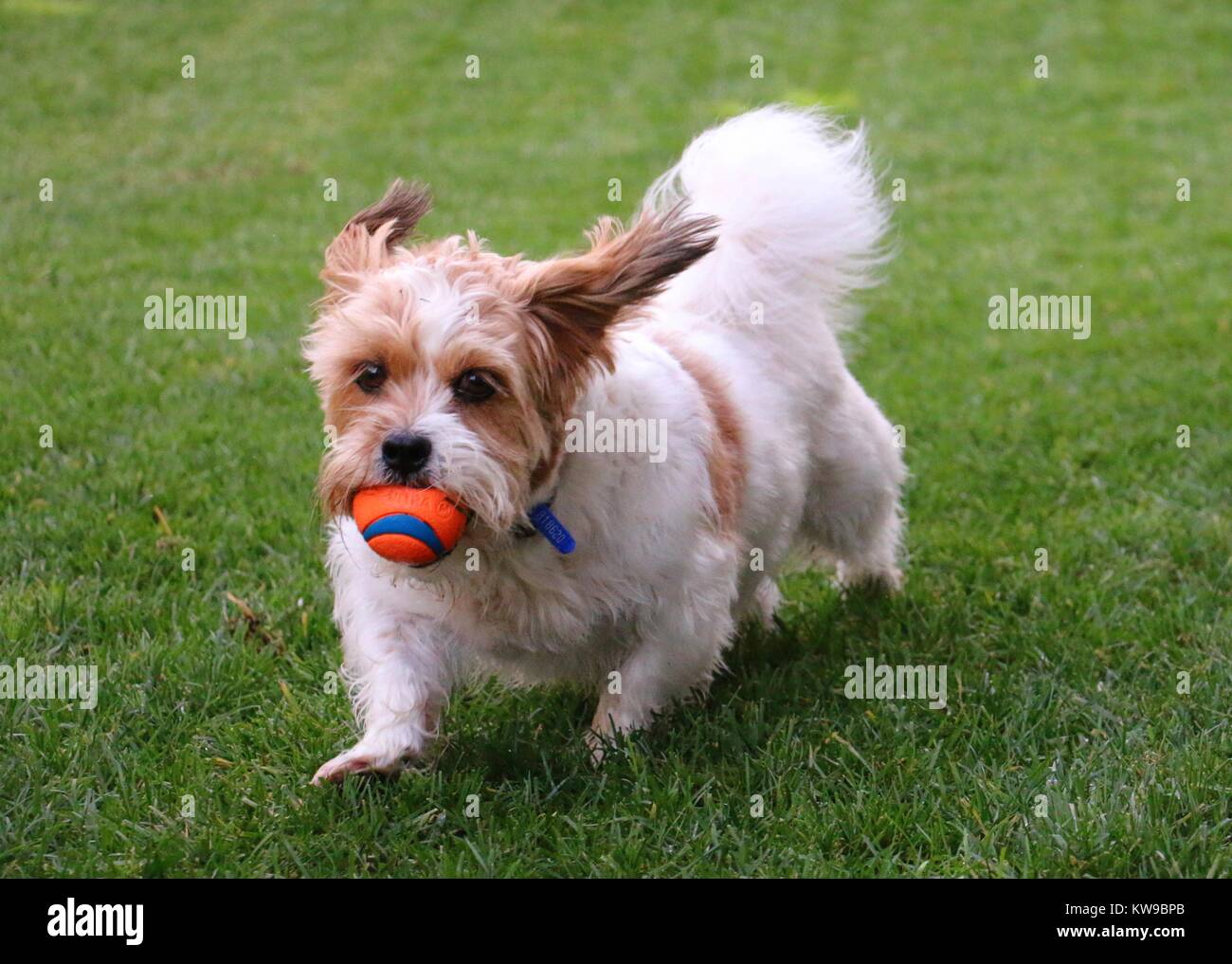 Hairy ears hires stock photography and images Alamy