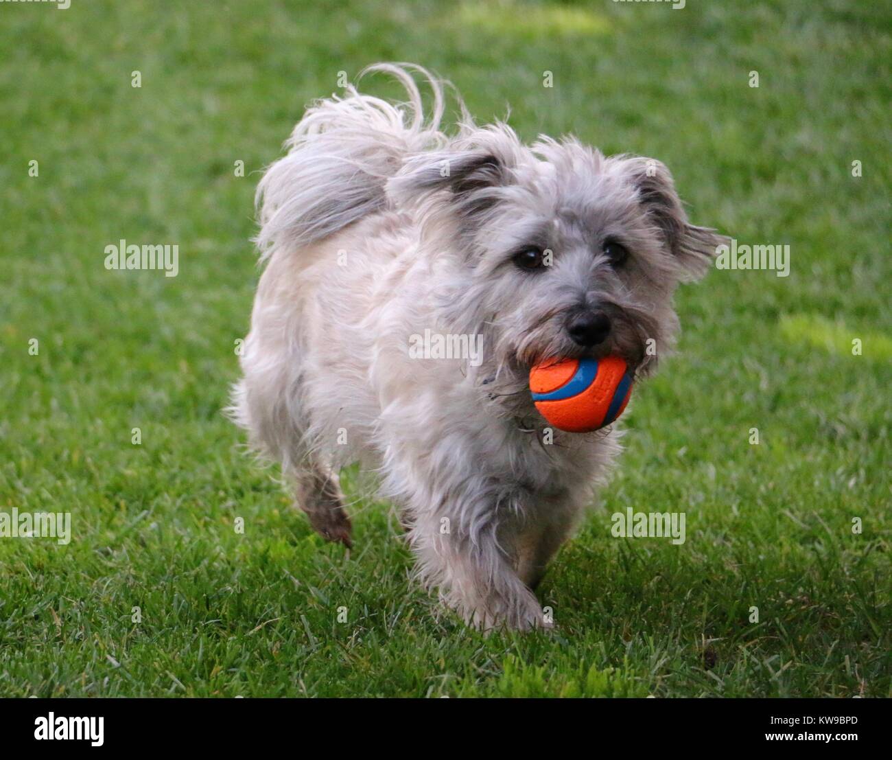 Grey terrier dog running with ball in mouth Stock Photo