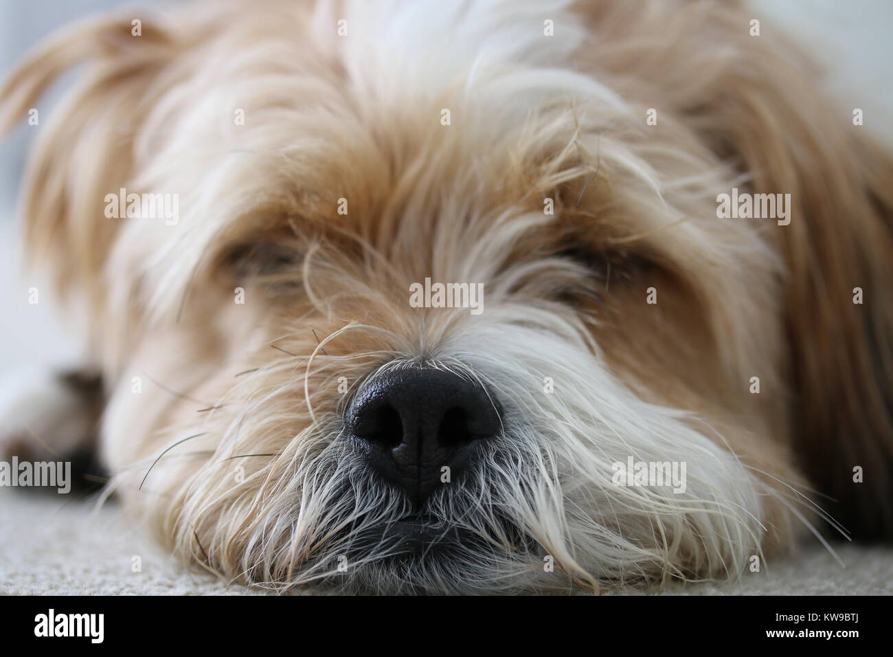 Close up of Dogs Head sleeping Stock Photo Alamy