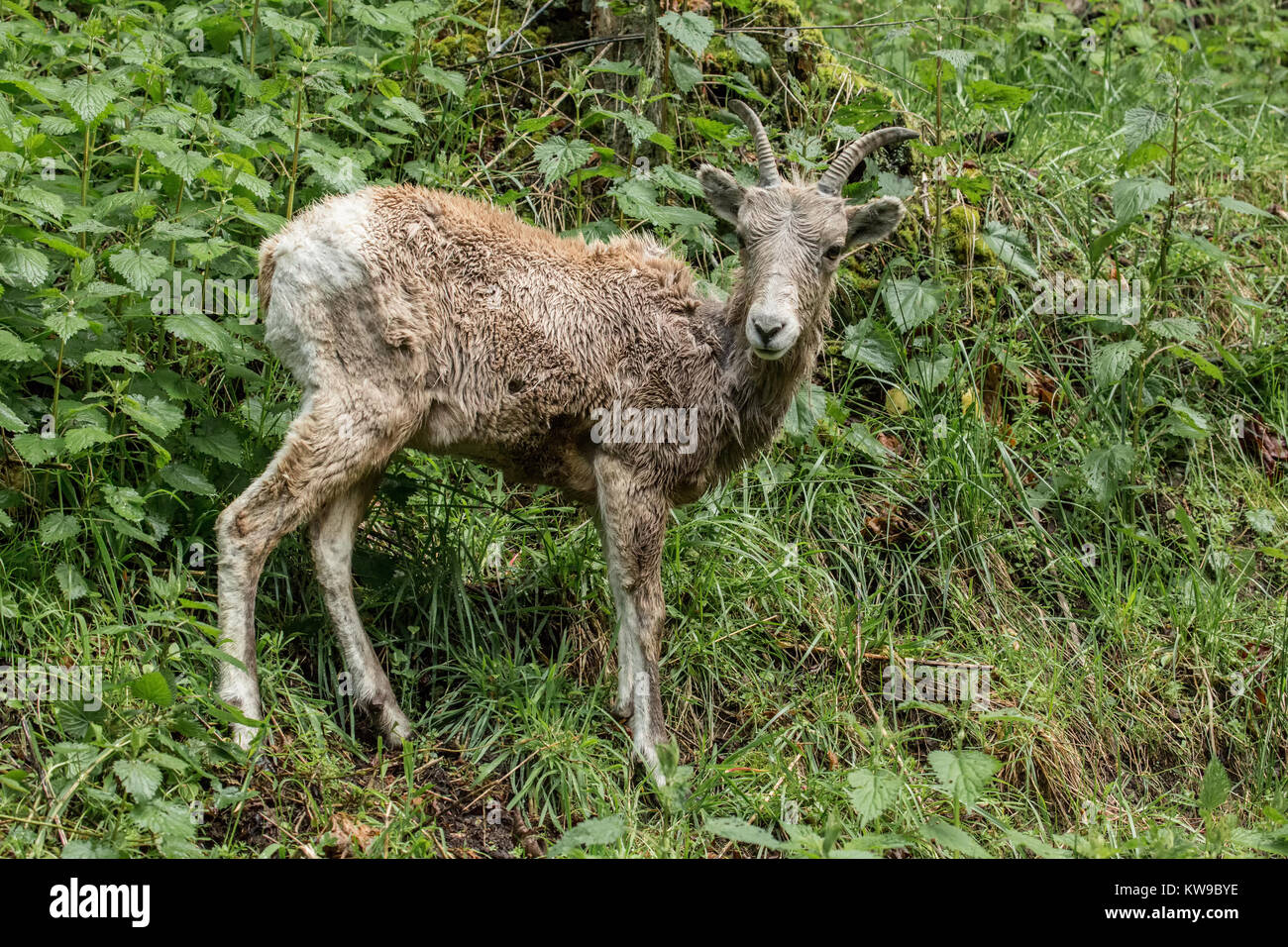Mountain Goat at Northwest Trek Wildlife Park near Eatonville, Washington, USA Stock Photo