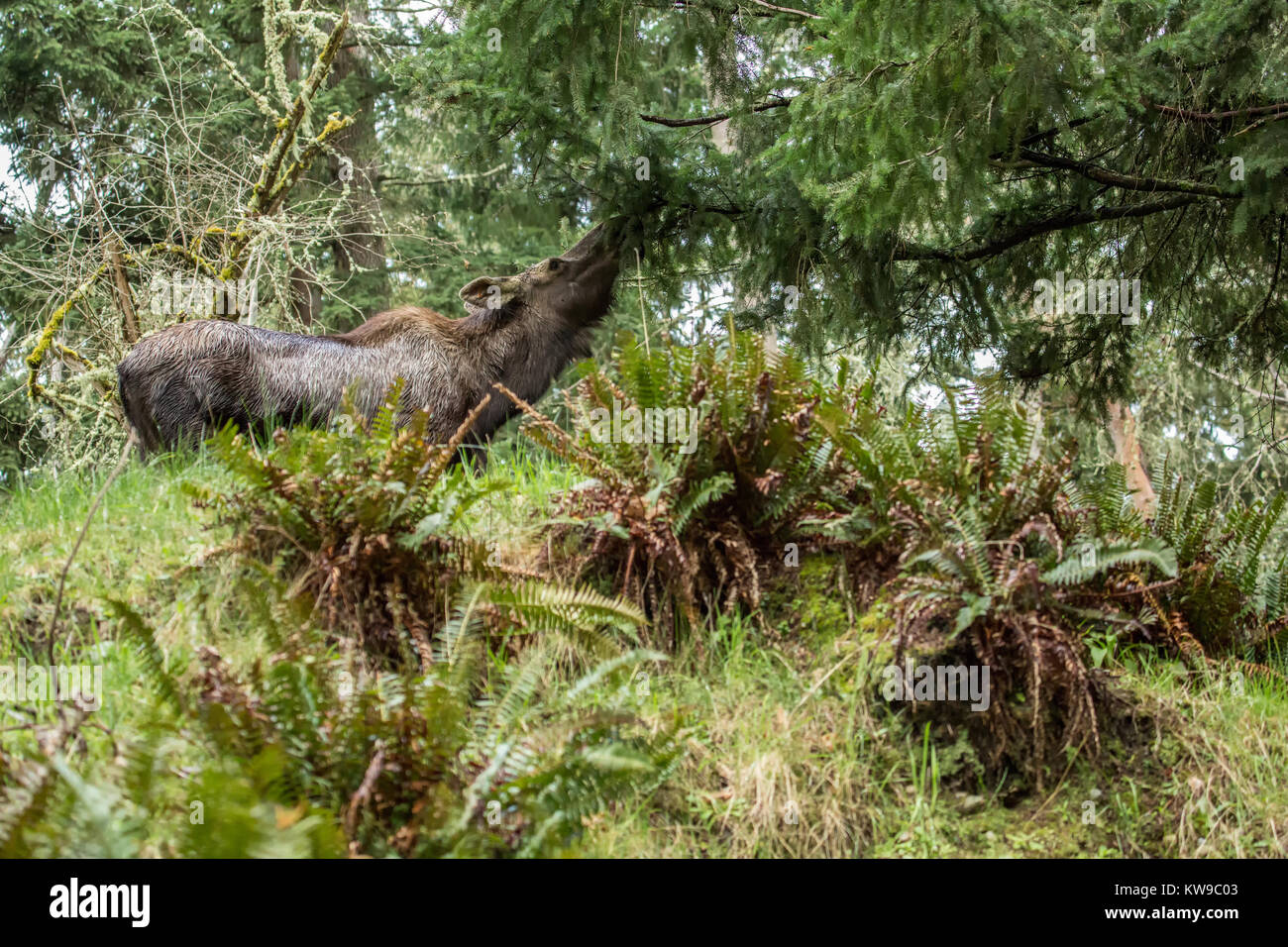 Moose eating foliage at Northwest Trek Wildlife Park near Eatonville, Washington, USA Stock Photo