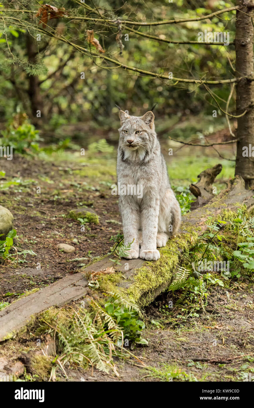 Canada Lynx sitting on a fallen tree at Northwest Trek Wildlife Park near Eatonville, Washington