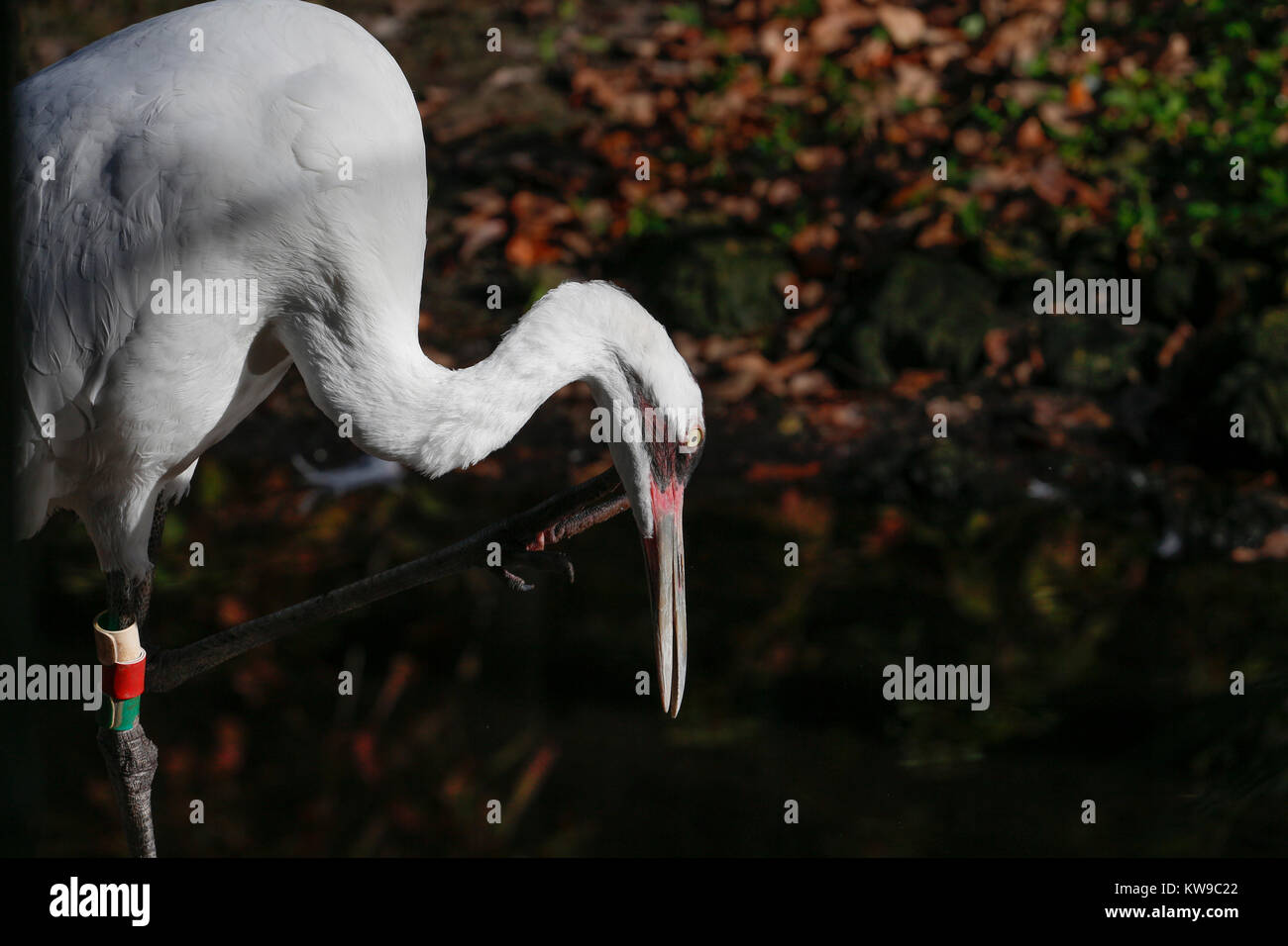 Whooping crane (Grus americana), an endangered species Stock Photo