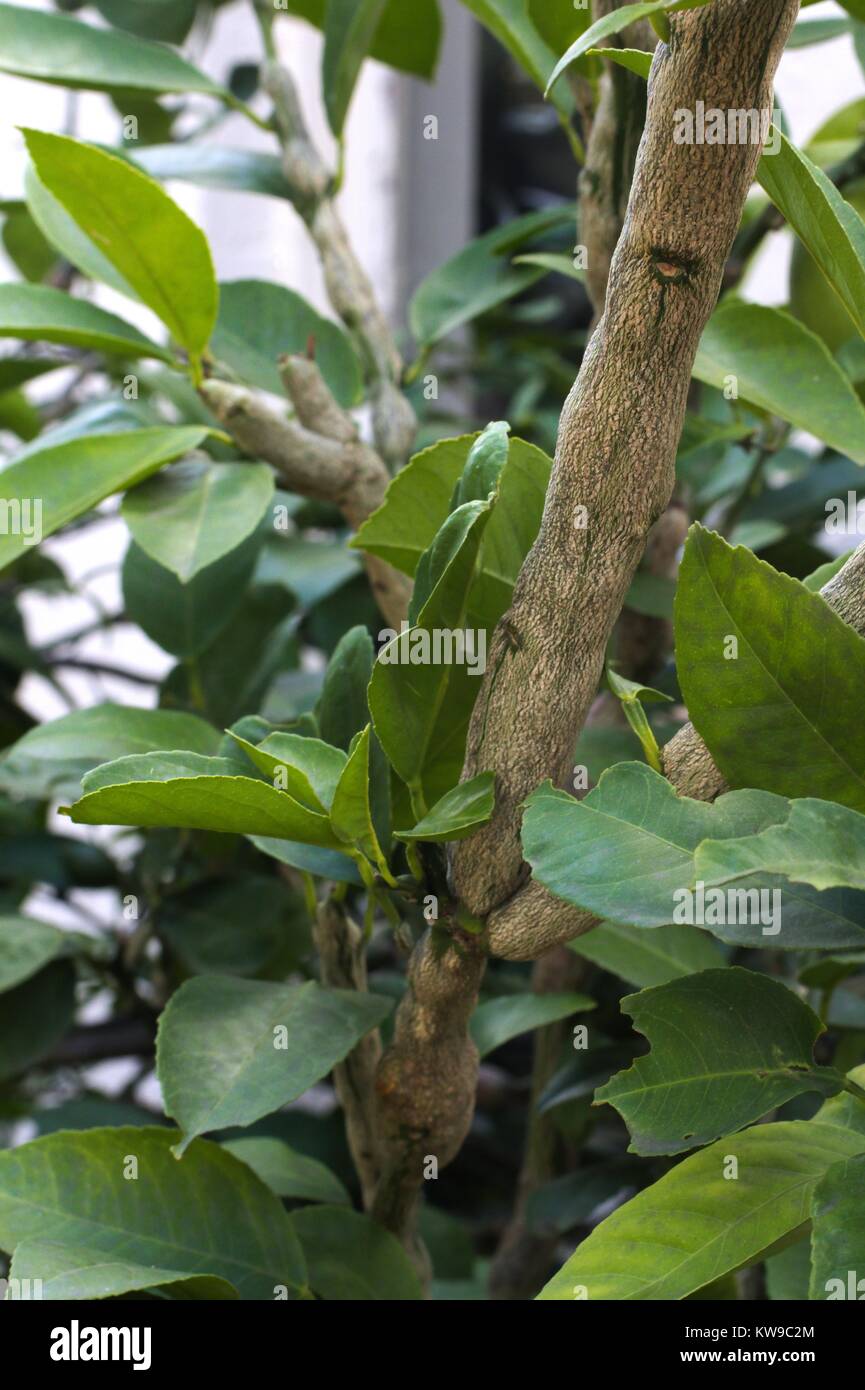 Severe gall wasp damage on suburban lemon tree. Stock Photo