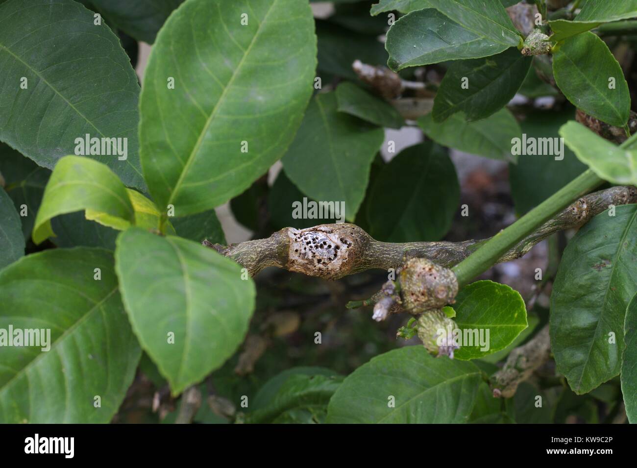 Severe gall wasp damage on suburban lemon tree. Stock Photo