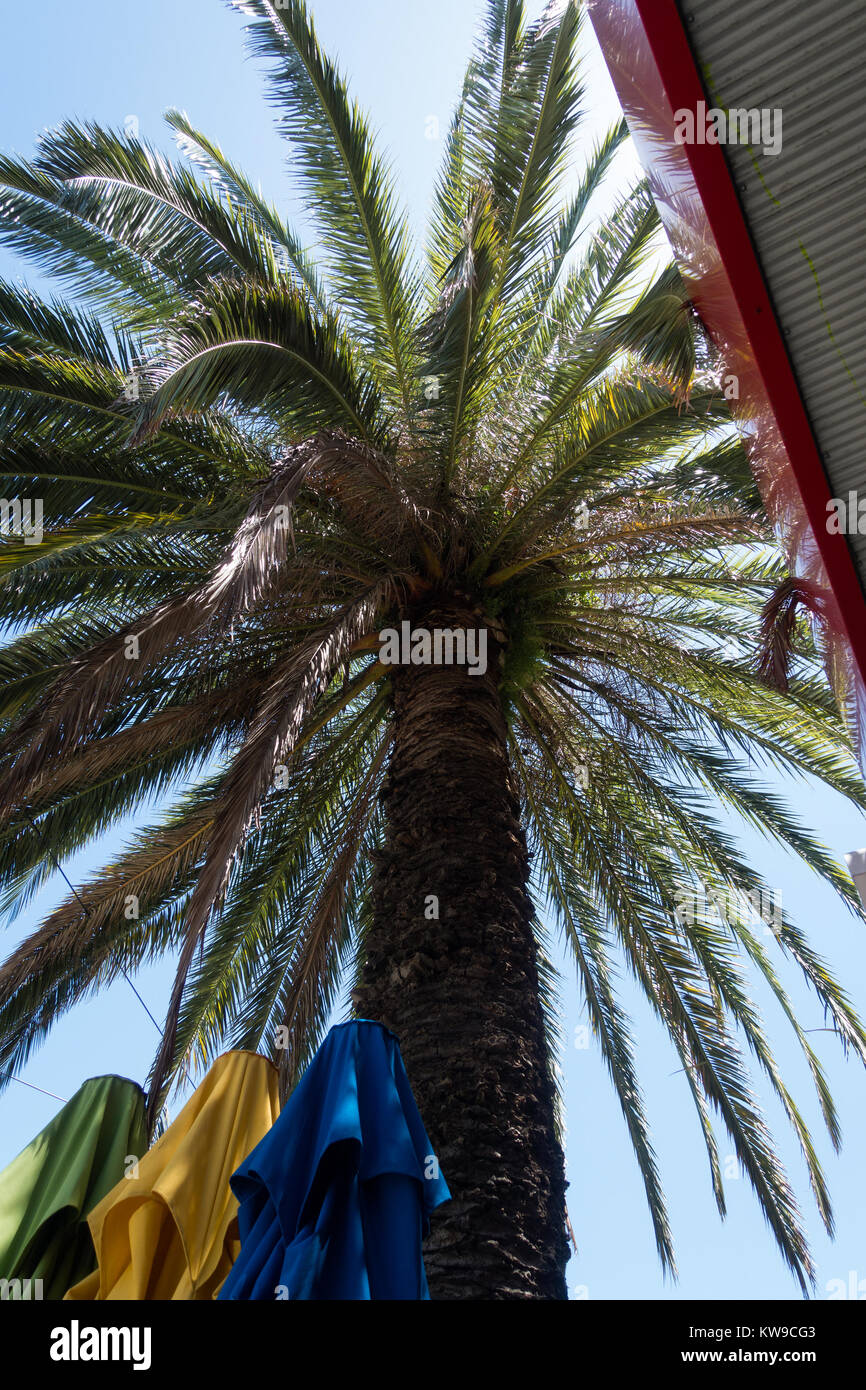 St Kilda main street palm tree. st kilda Stock Photo Alamy