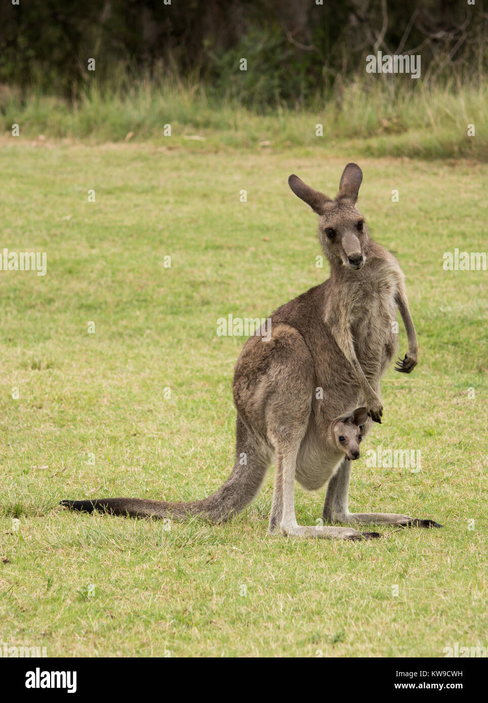 Australian native Kangaroo mother with baby joey in pouch standing in field Stock Photo