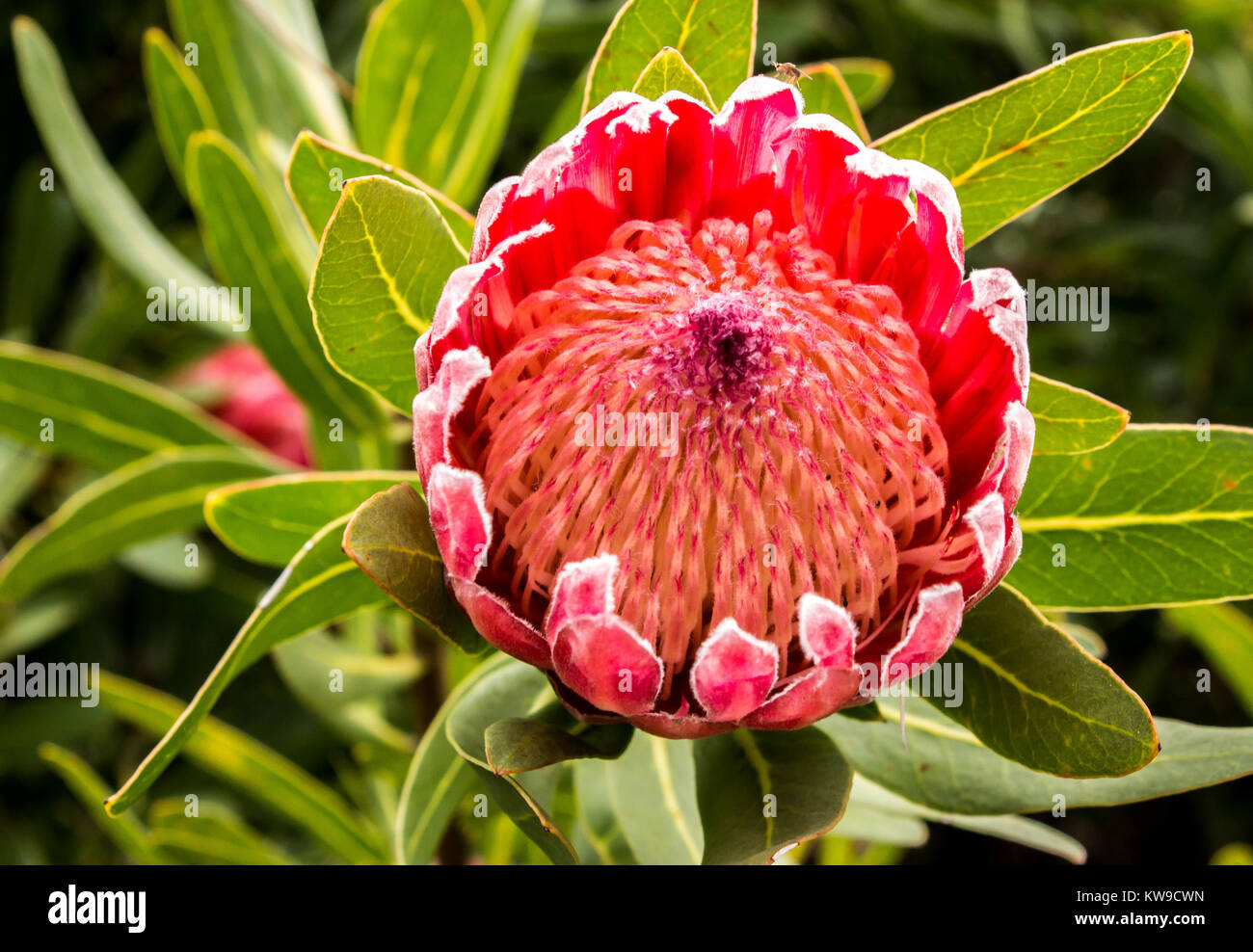 Red large tropical Protea sugarbush flower blossom against green leaves Stock Photo