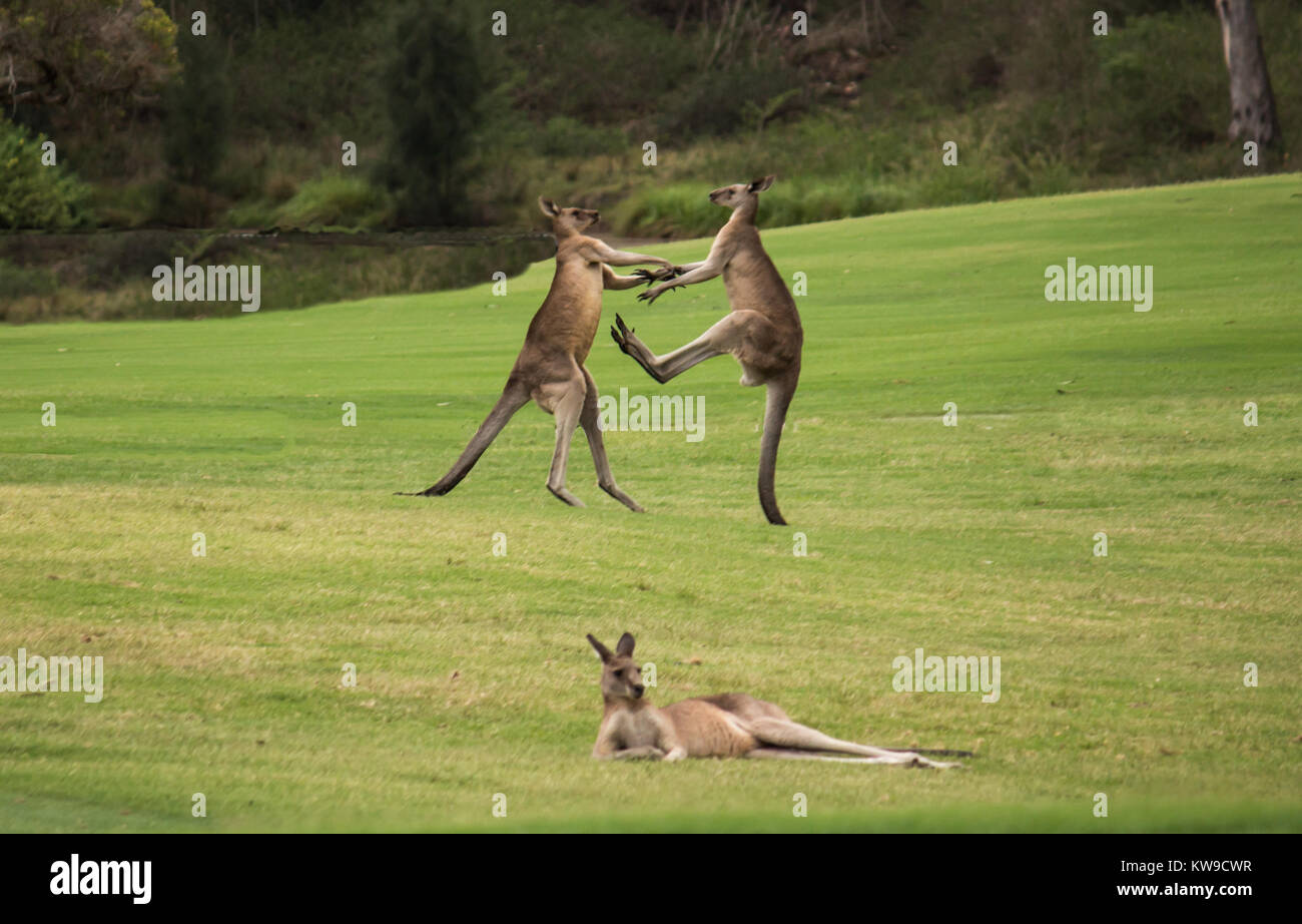 Two male Australian native Kangaroos fighting in grass field behind resting female kangaroo Stock Photo