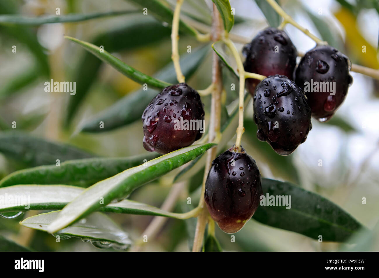 Wet olives on the olive tree Stock Photo Alamy