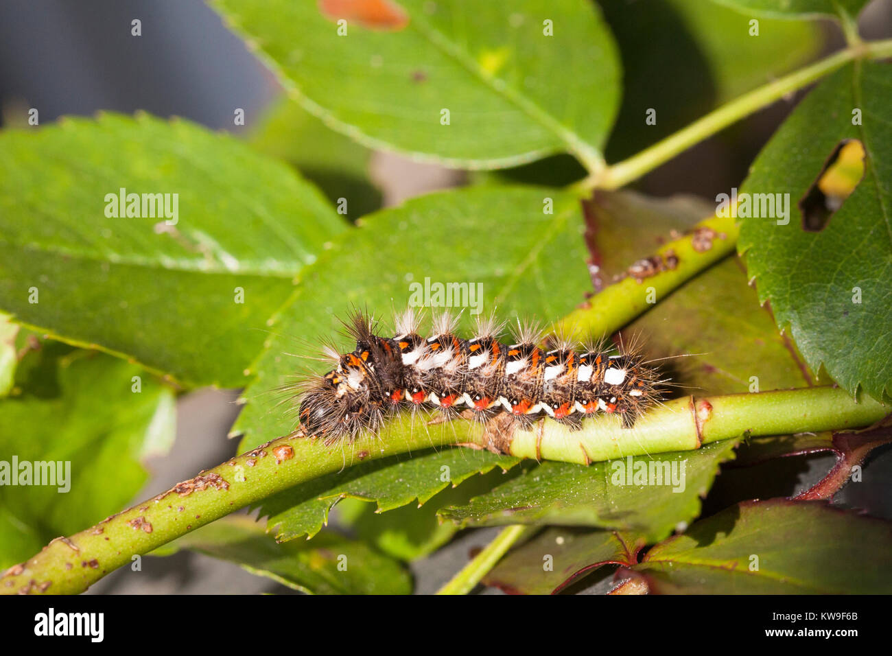 Knottgass Moth caterpillar, larva, Acronicta rumicis,  Noctuidae, with its  red, white and black warning markings on a rose bush Stock Photo