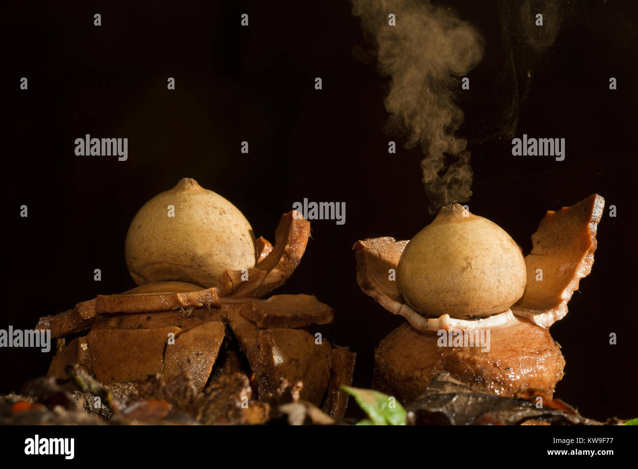 Collared earthstar releasing a cloud of brown dust-like spores in response to impact of falling raindrops Stock Photo