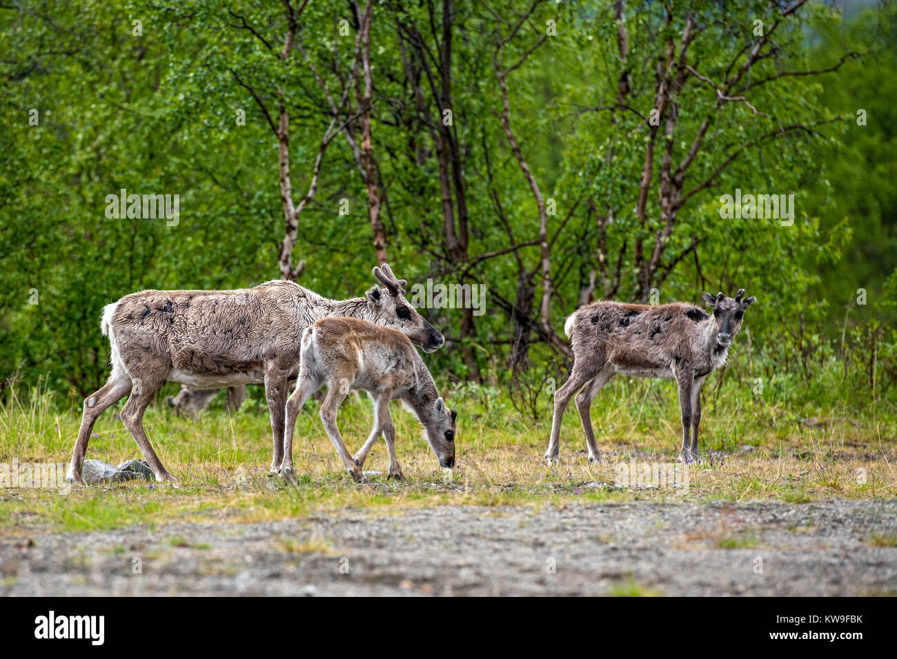 Reindeer (Rangifer tarandus Stock Photo Alamy