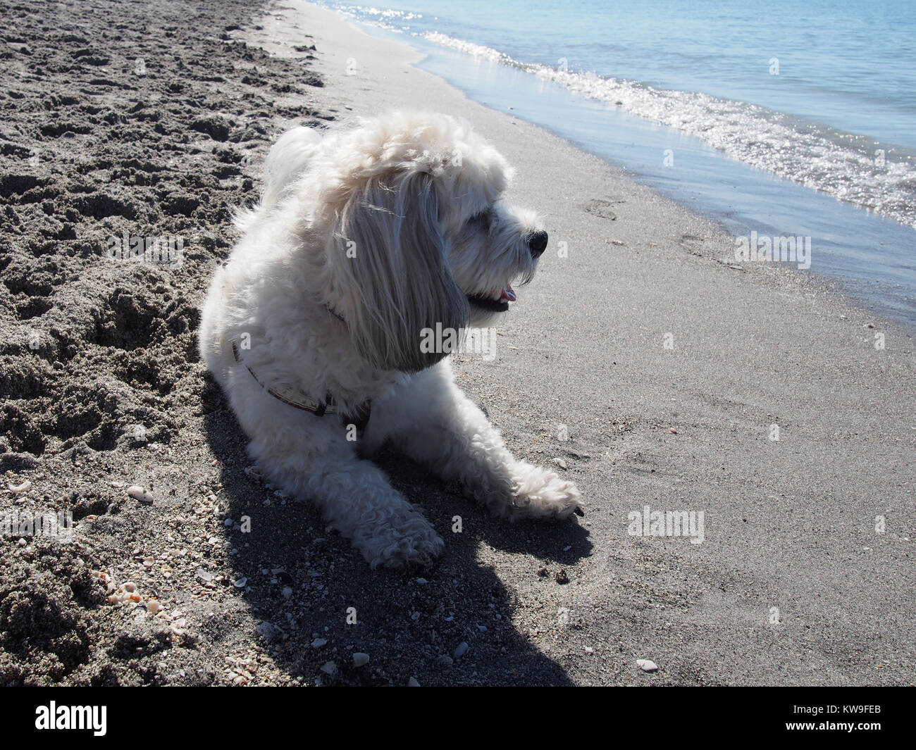 Are Dogs Allowed On Venice Beach Florida