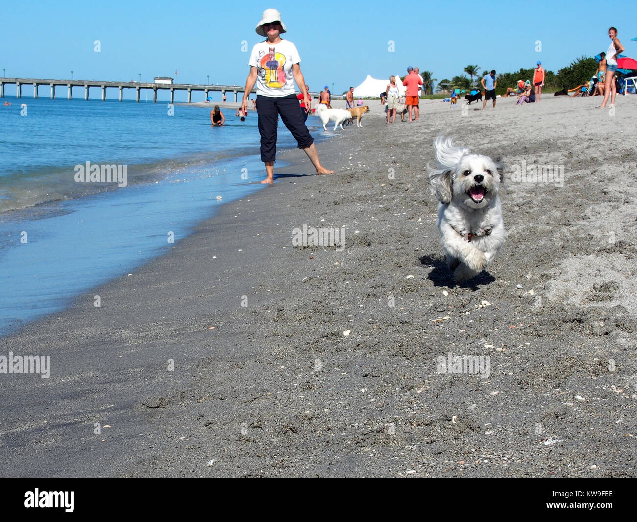 are dogs allowed on venice beach florida