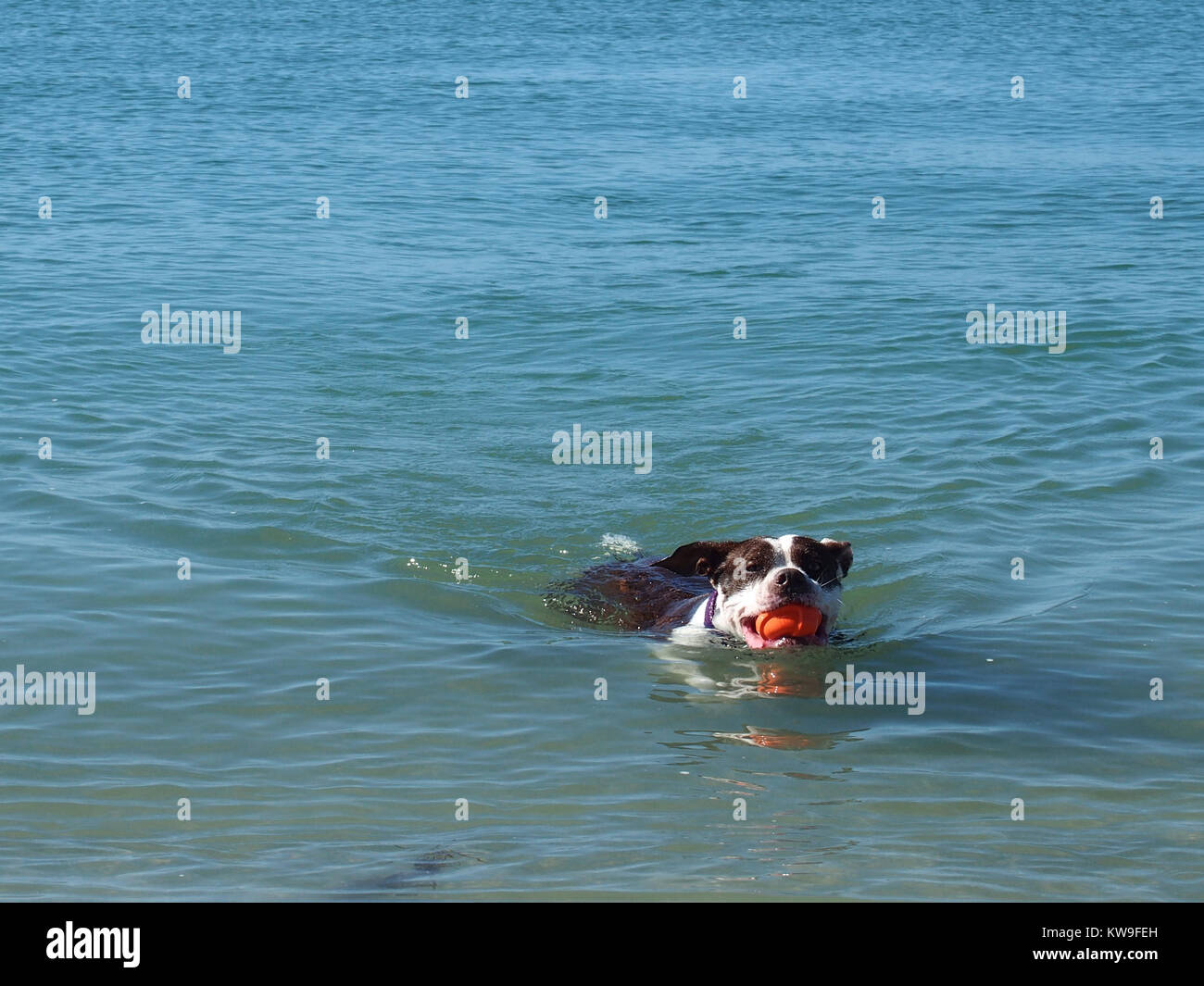 Is Venice Beach Fl Dog Friendly