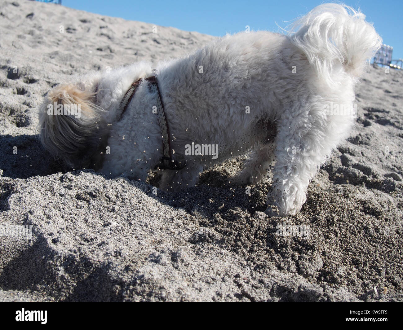 Does Venice Beach Allow Dogs