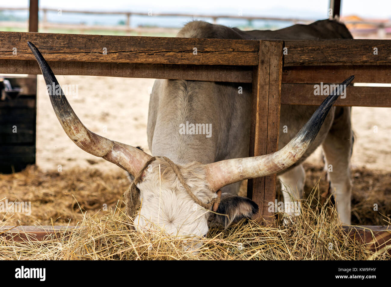 Hungarian steppe steppe cattle hi-res stock photography and images - Alamy