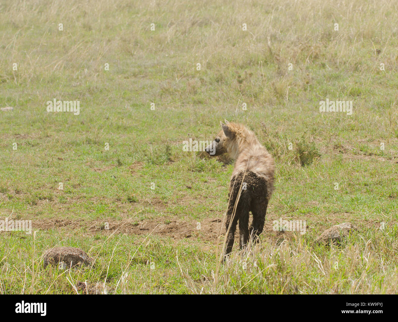 Closeup of Spotted Hyena (scientific name: cCrocuta crocuta, or "Fisi