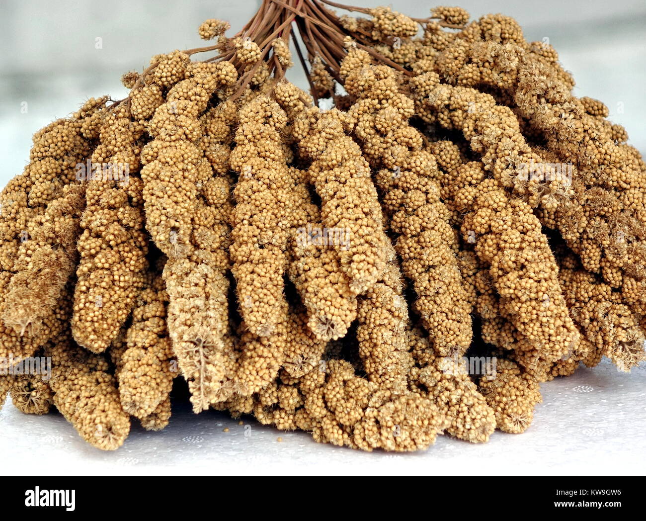 Abundle of ears of millet grain with its tiny kernels Stock Photo - Alamy