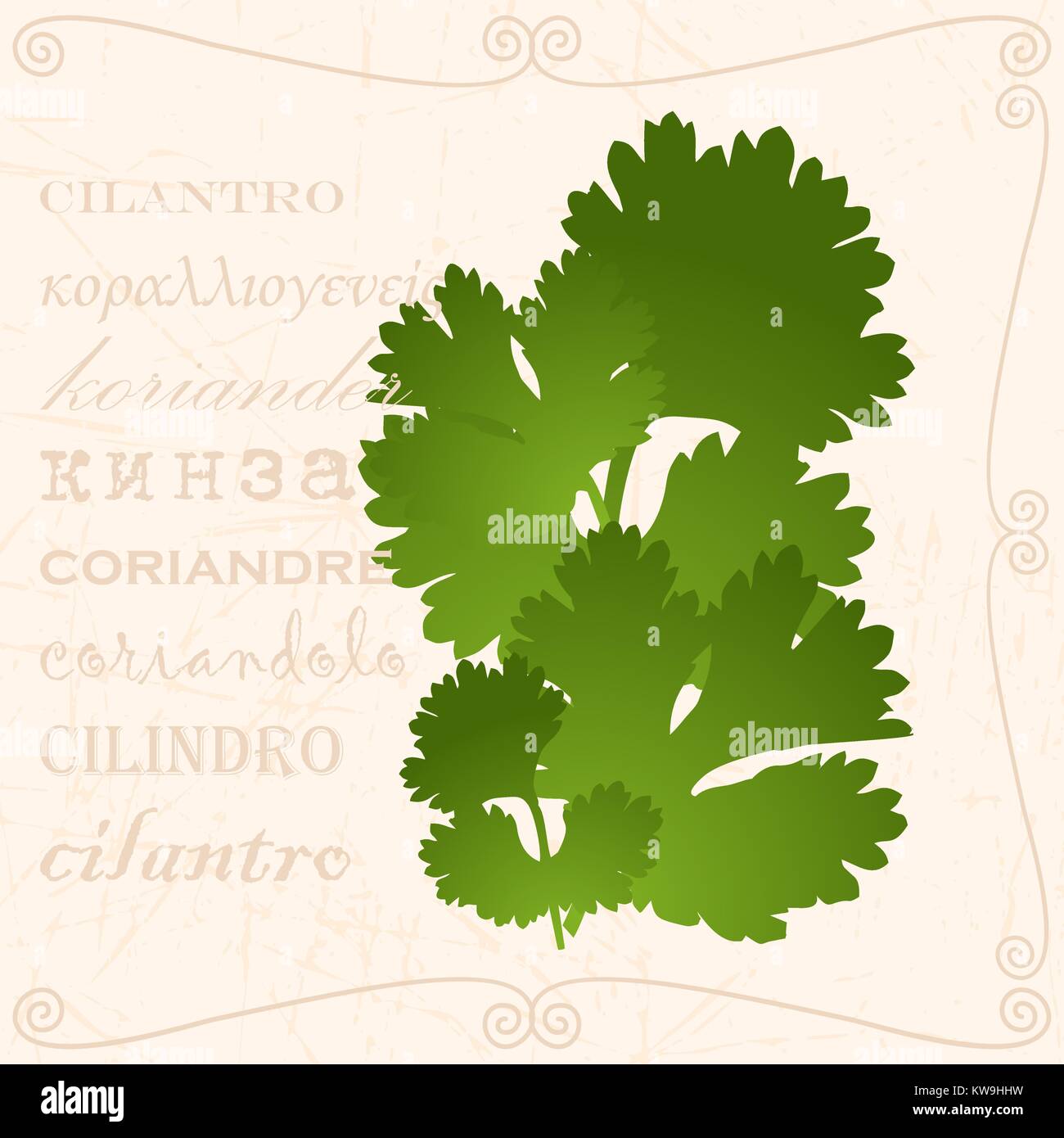 Sprig of cilantro in vintage style Stock Vector Image & Art Alamy