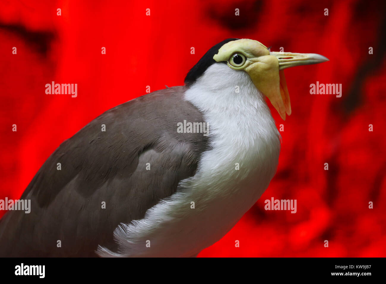 masked lapwing (vanellus miles) in profile view in front of a bright red background illuminated by a heating lamp Stock Photo