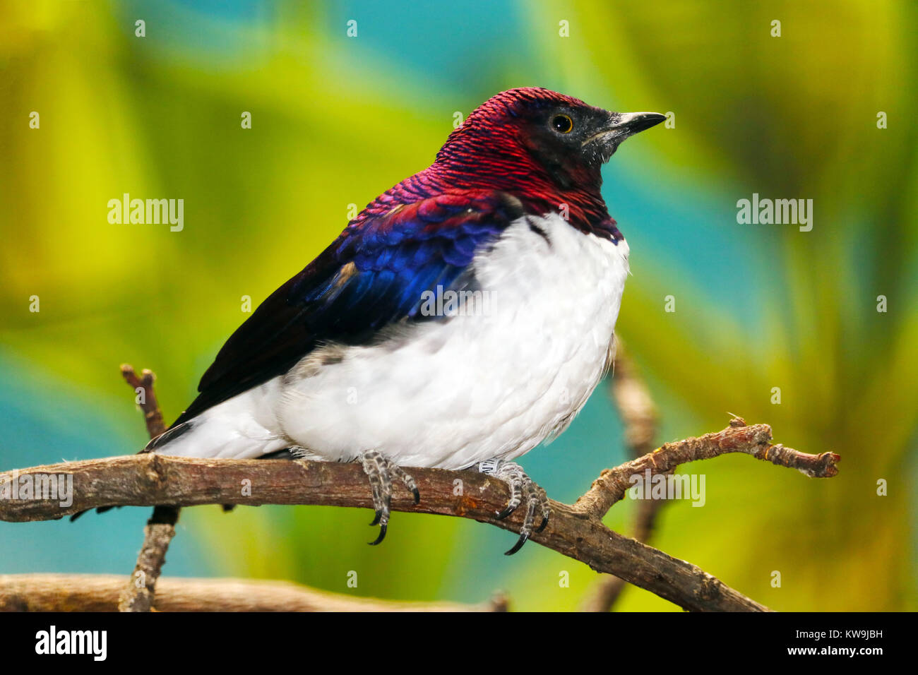 male violet-backed starling (cinnyricinclus leucogaster) perching on a
