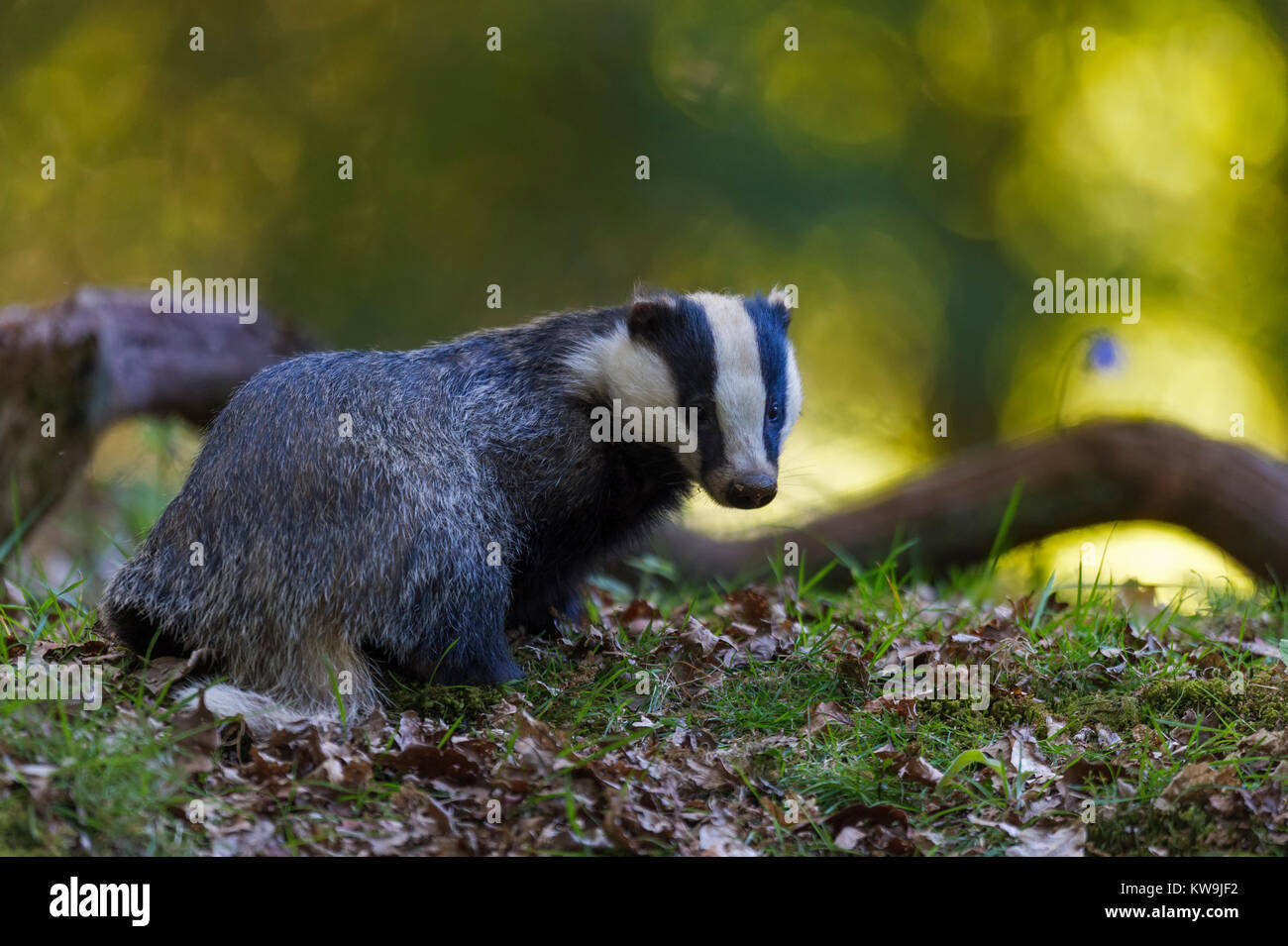 Eurasian Badger Stock Photo