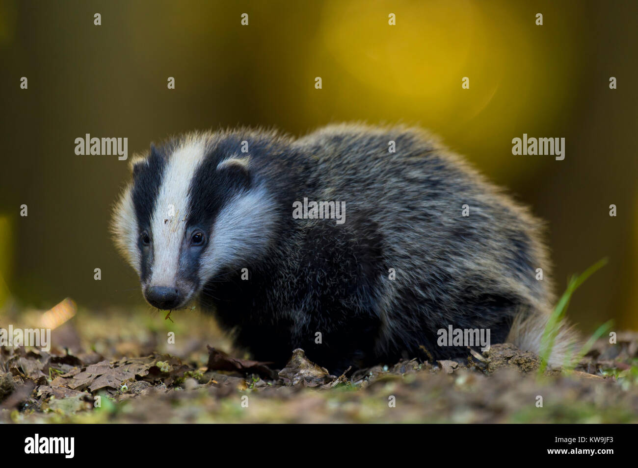 Eurasian Badger Stock Photo