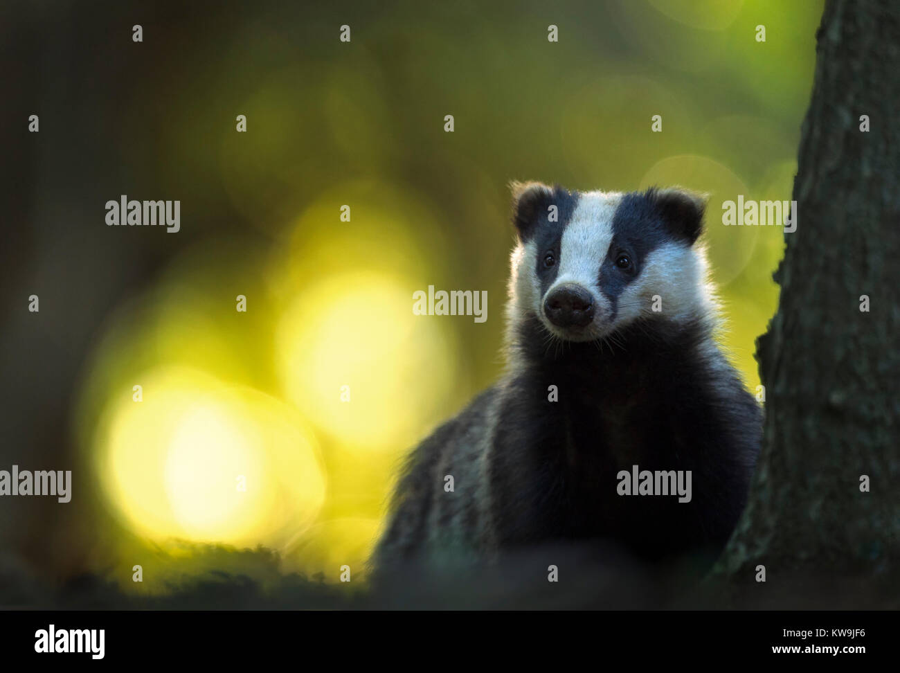 Eurasian Badger Stock Photo