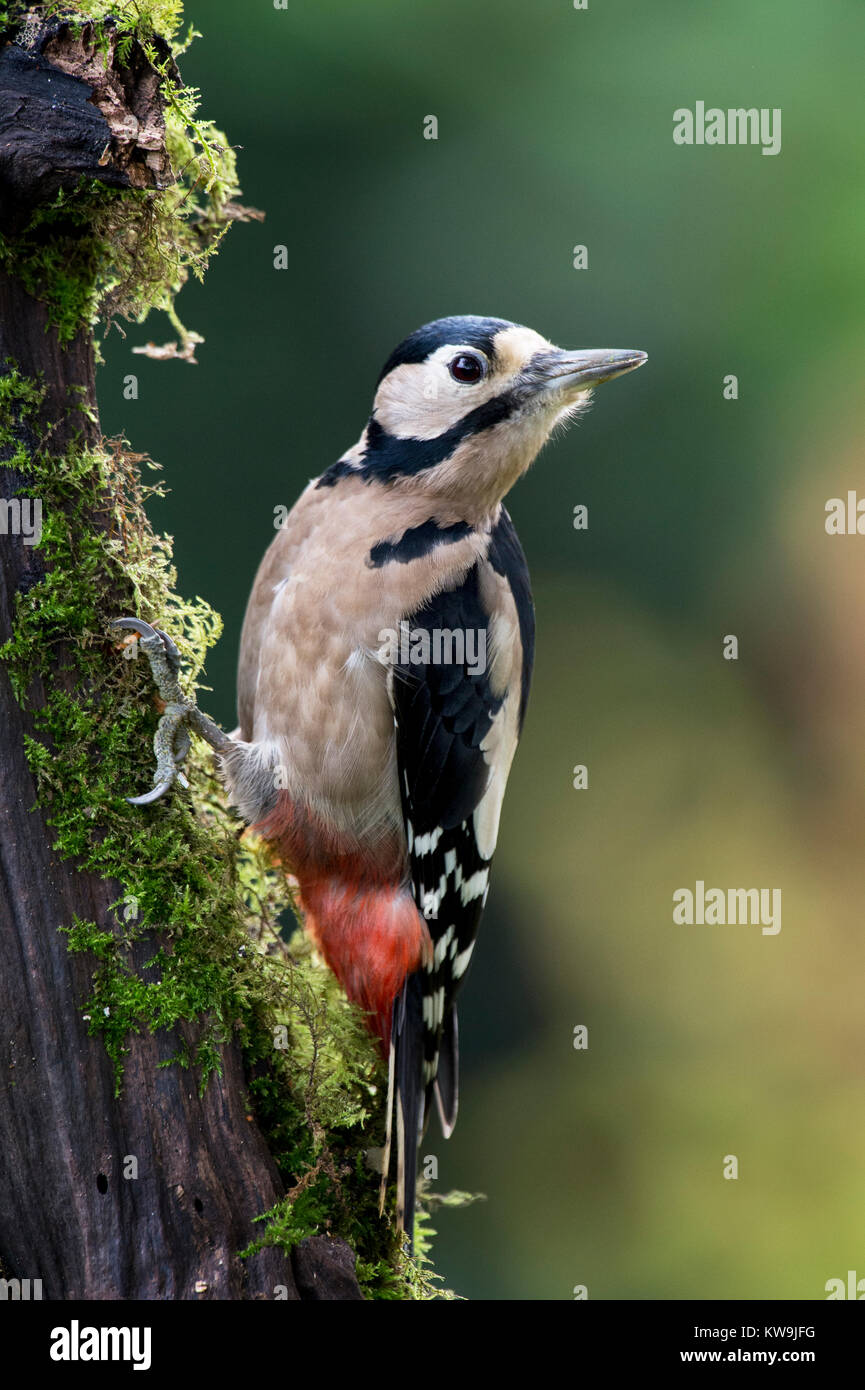 Greater-spotted Woodpecker Stock Photo
