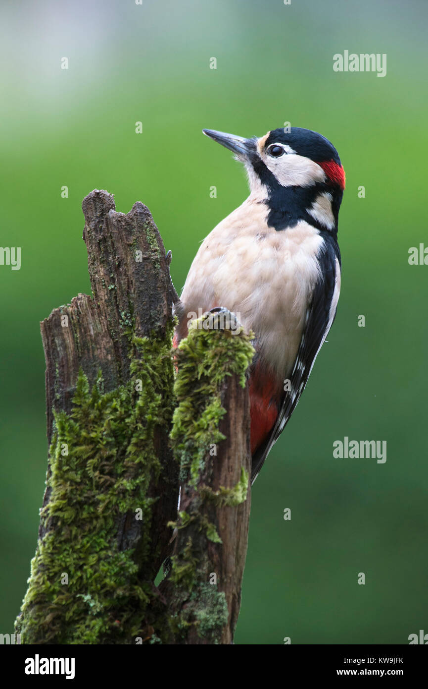 Greater-spotted Woodpecker Stock Photo