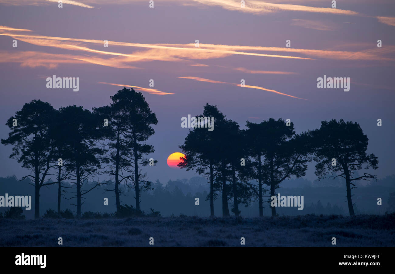 Sunrise in the New Forest Stock Photo