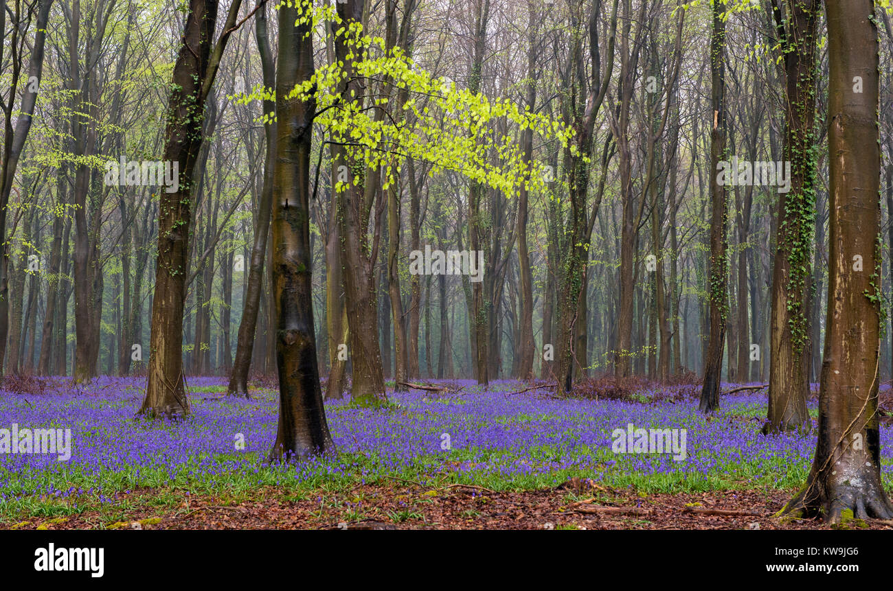 Bluebells in Beechwood Stock Photo