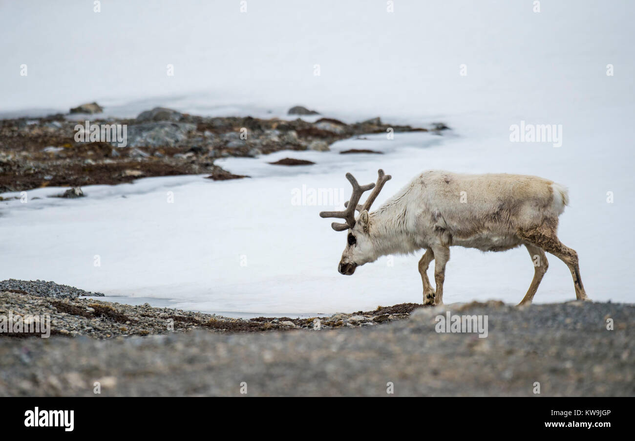 Svalbard Reindeer Stock Photo