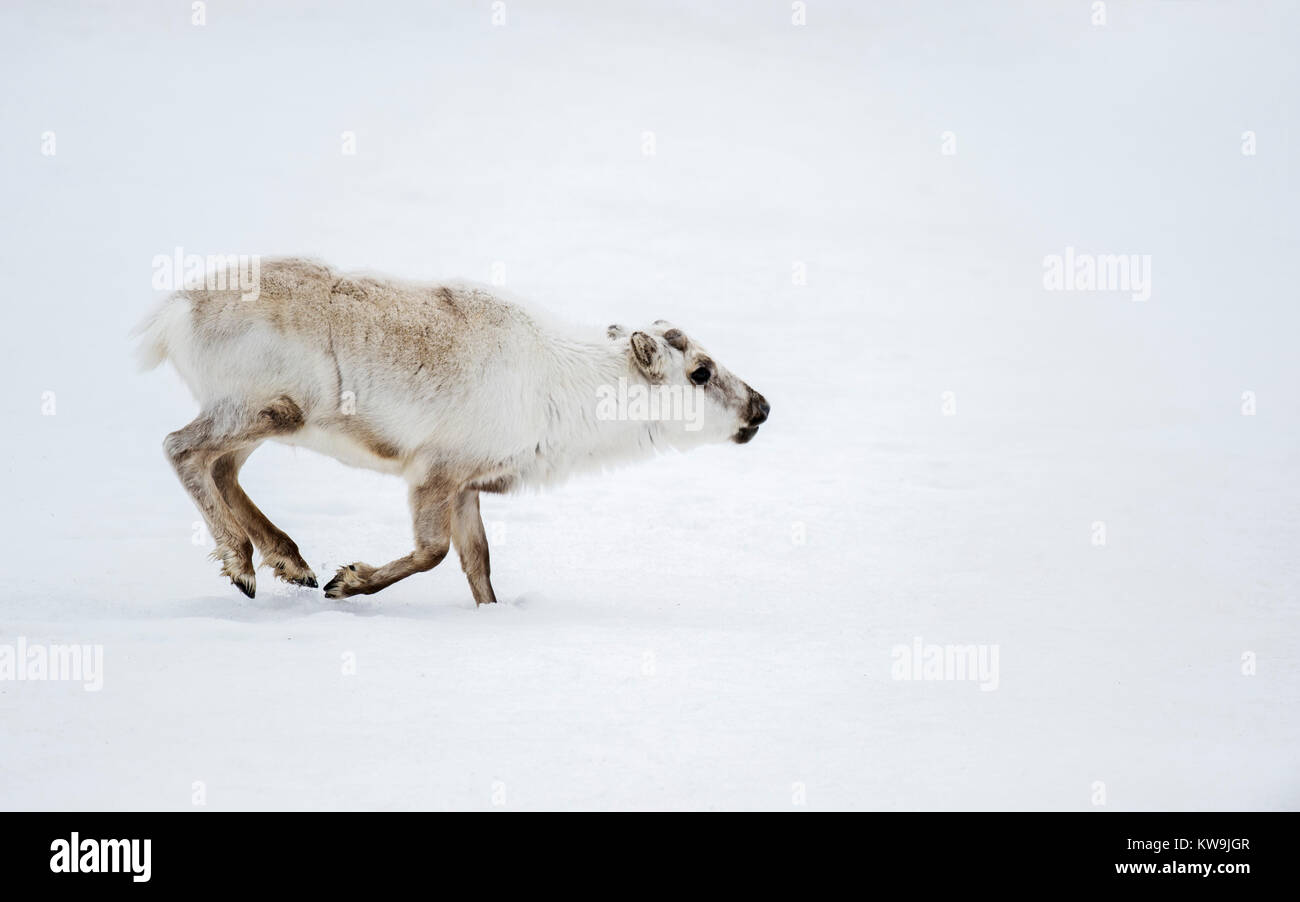 Svalbard Reindeer Stock Photo