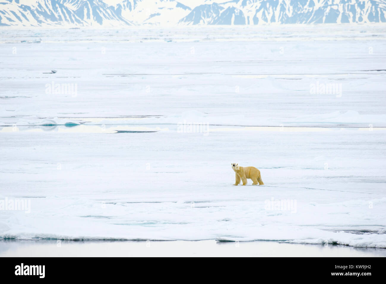 Polar Bear on Pack Ice Stock Photo