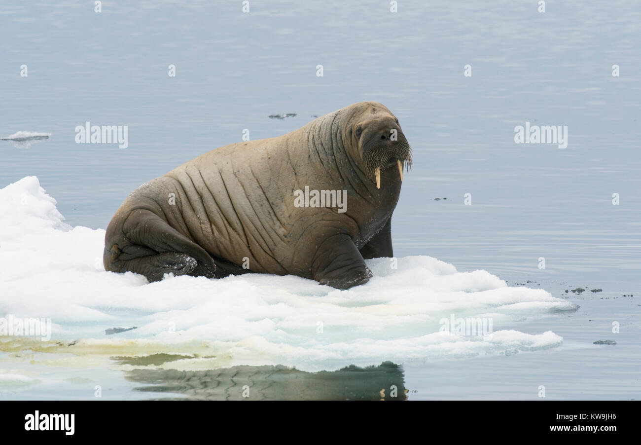 Atlantic Walrus on Ice Floe Stock Photo