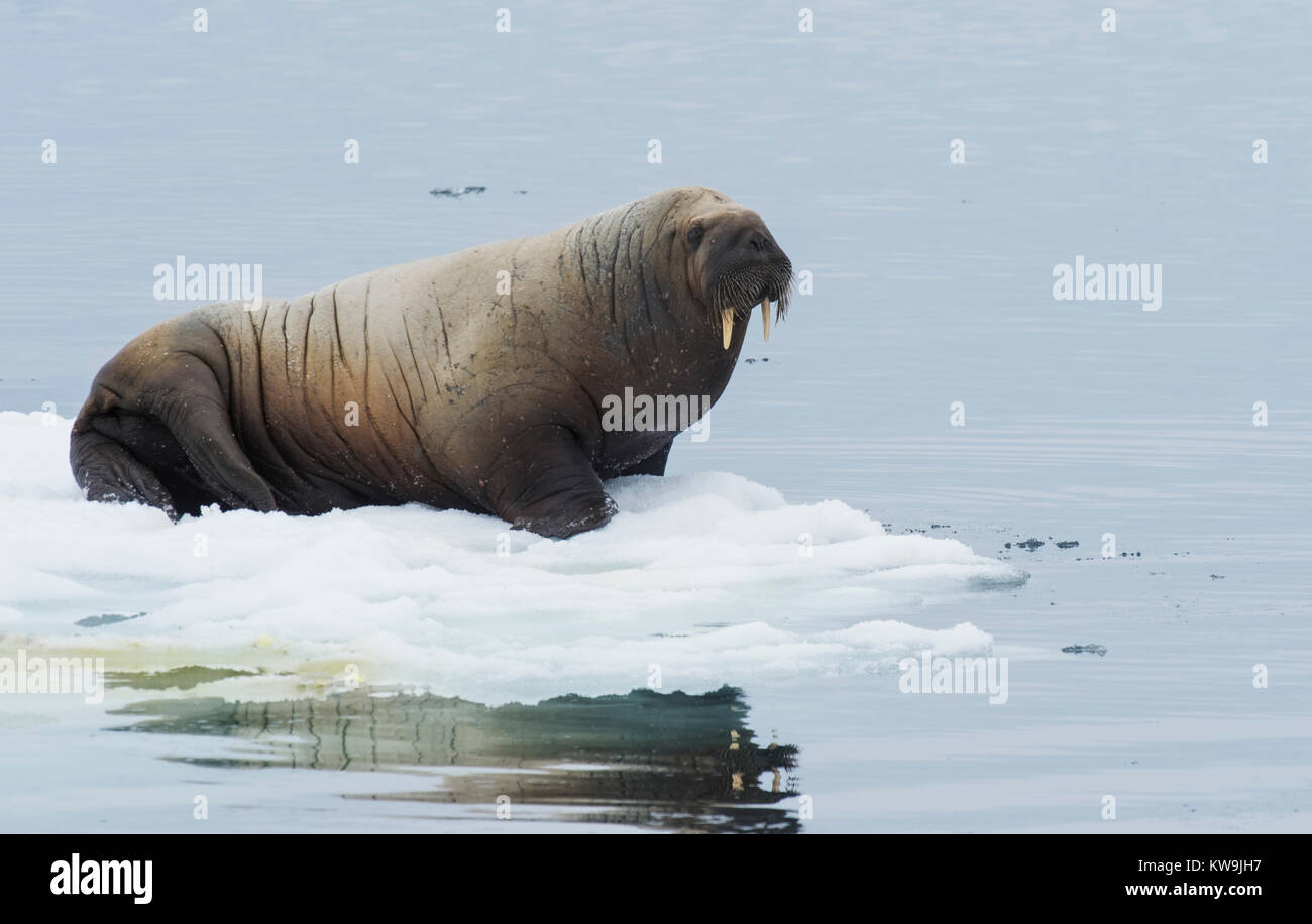 Atlantic Walrus on Ice Floe Stock Photo