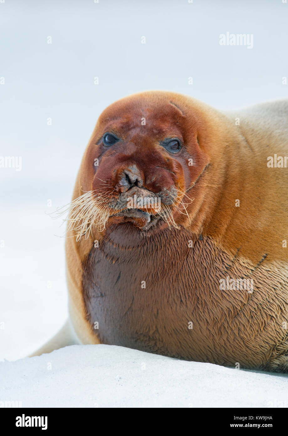 Bearded Seal on Ice Floe Stock Photo