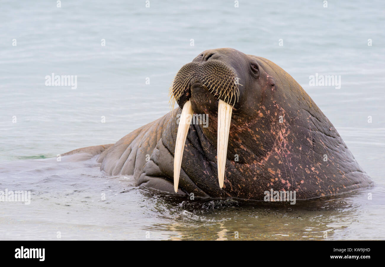 Atlantic Walrus Stock Photo