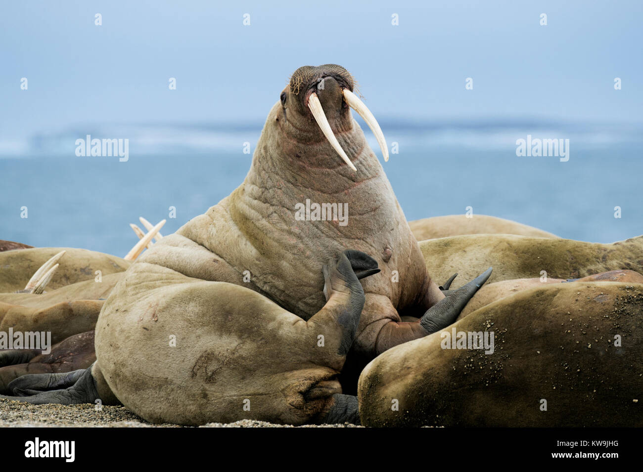 Atlantic Walrus hauled out on Arctic Beach Stock Photo
