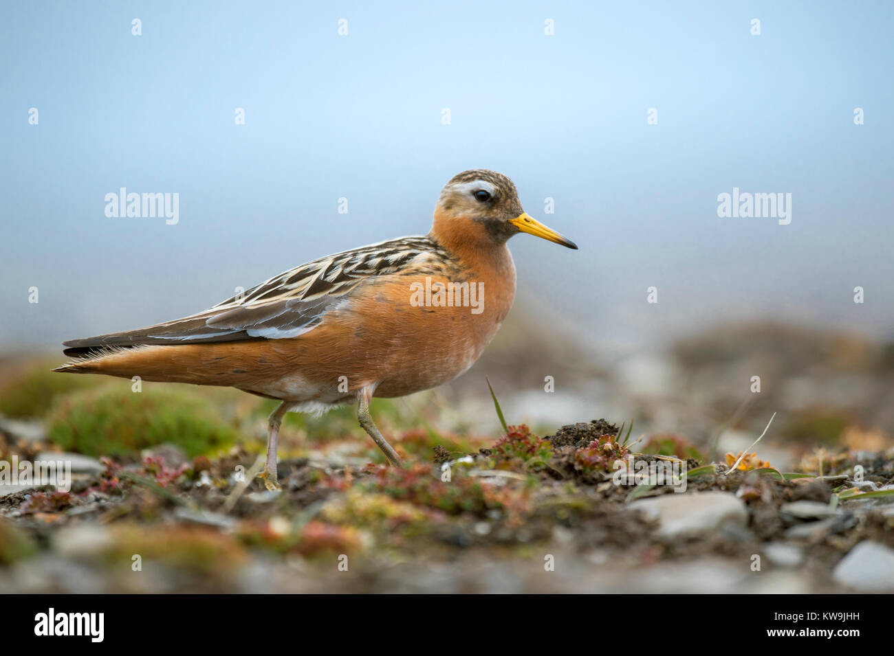 Grey Phalarope Stock Photo