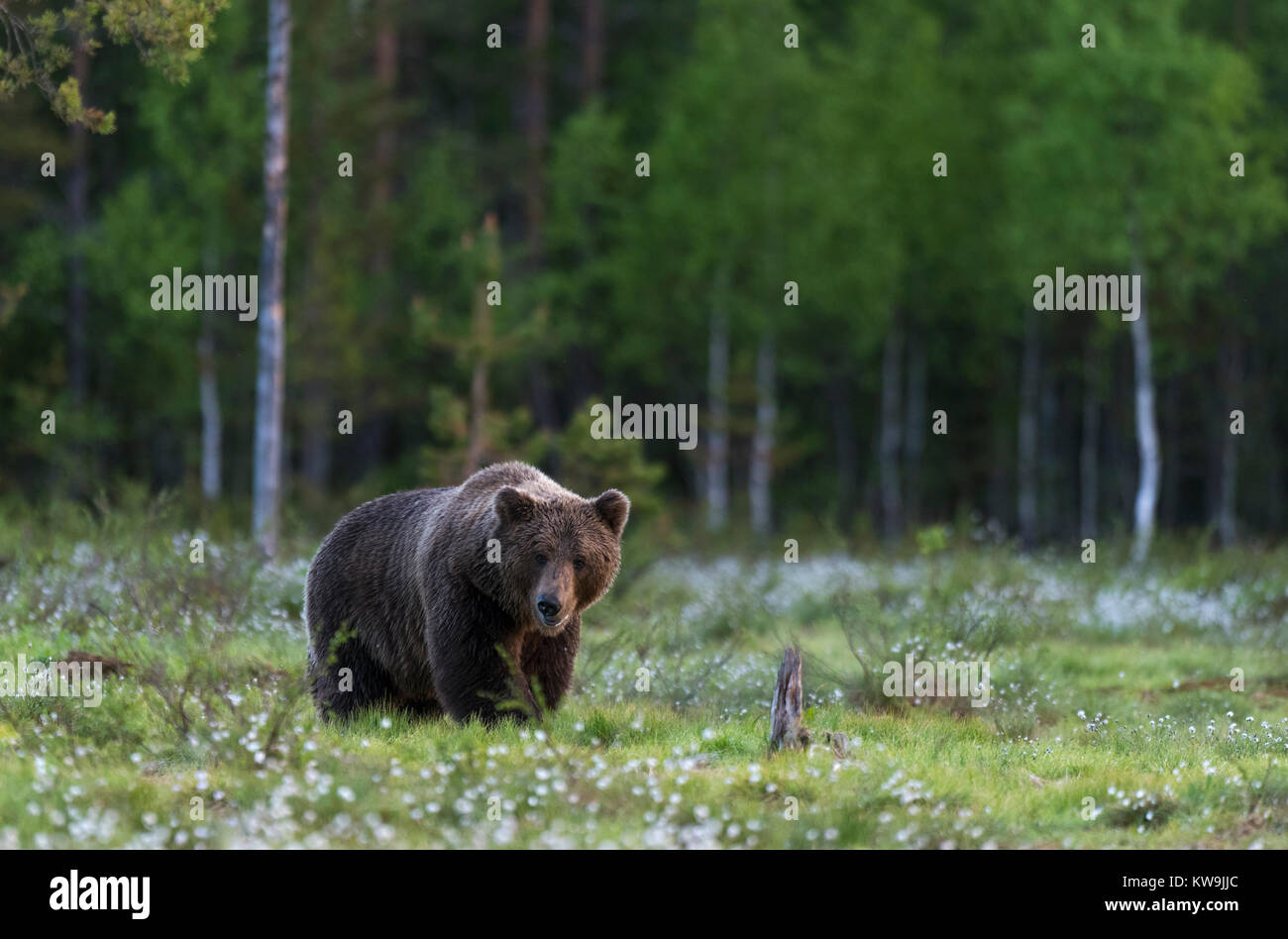 rasian Brown Bear, Finland Stock Photo