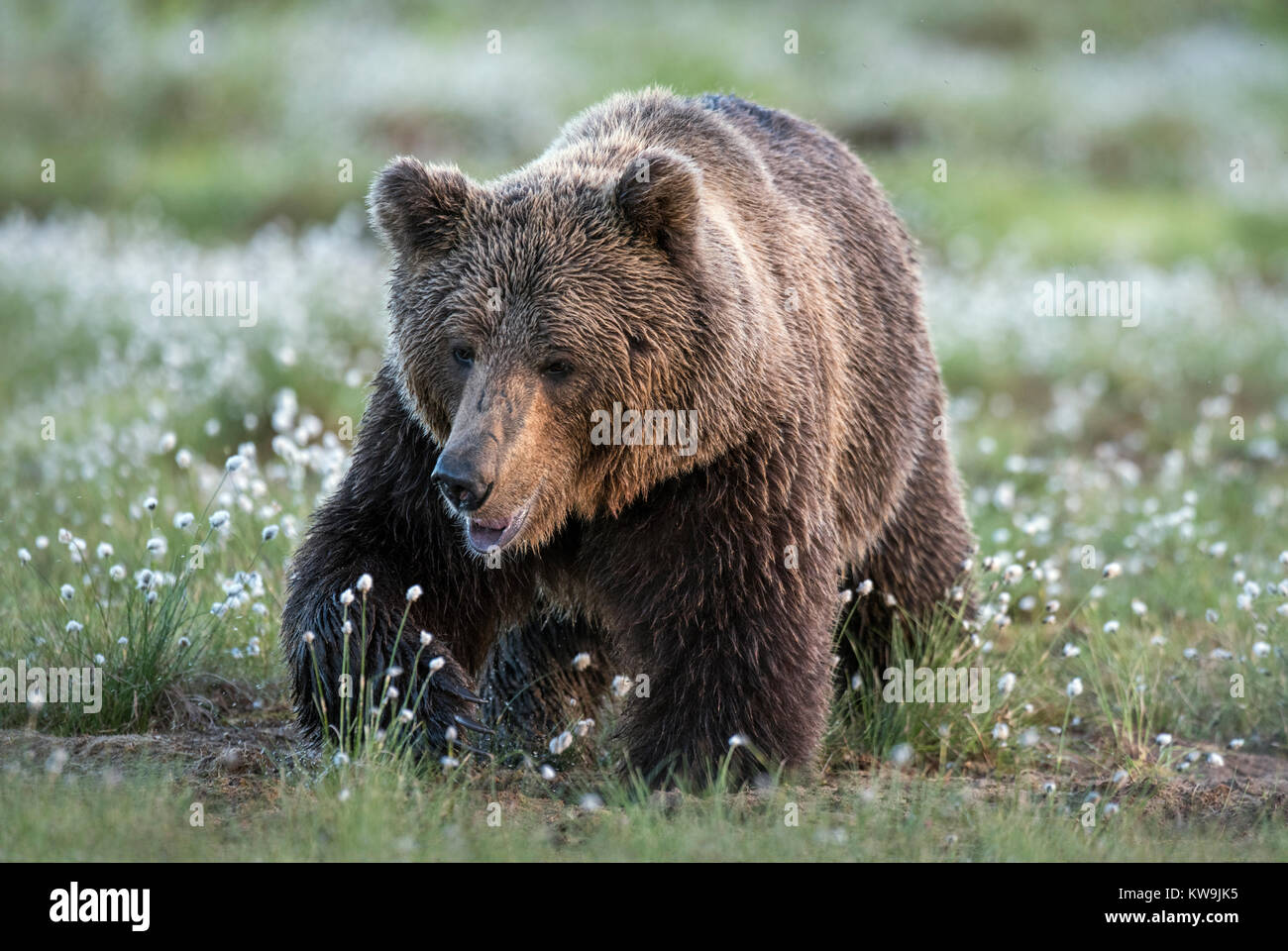 rasian Brown Bear, Finland Stock Photo