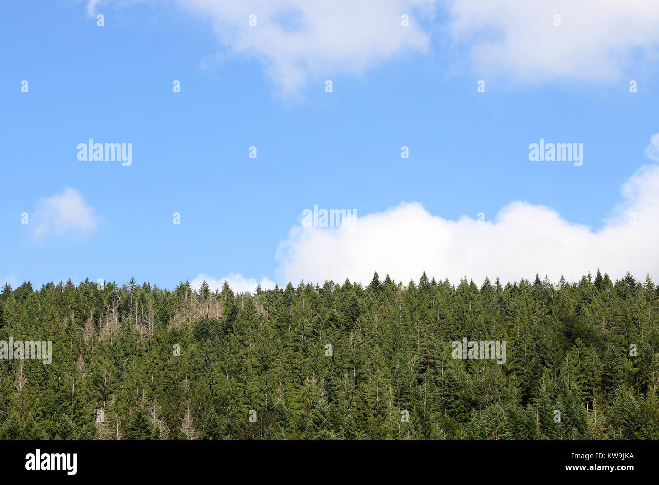 pine trees forest and blue sky with clouds Stock Photo - Alamy