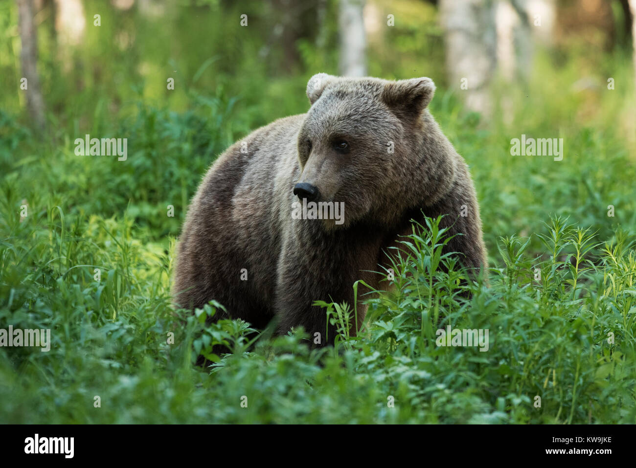 rasian Brown Bear, Finland Stock Photo