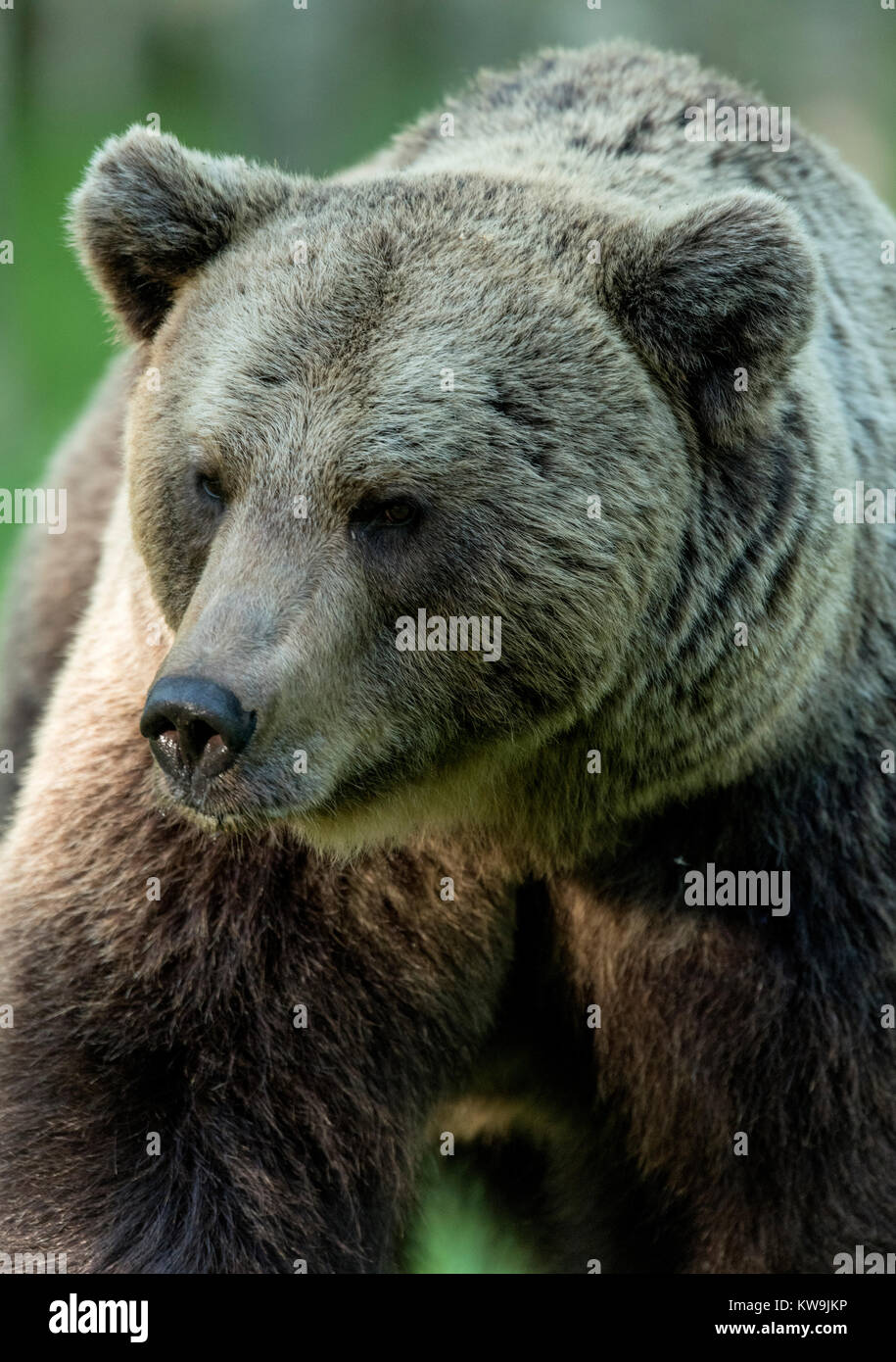 rasian Brown Bear, Finland Stock Photo