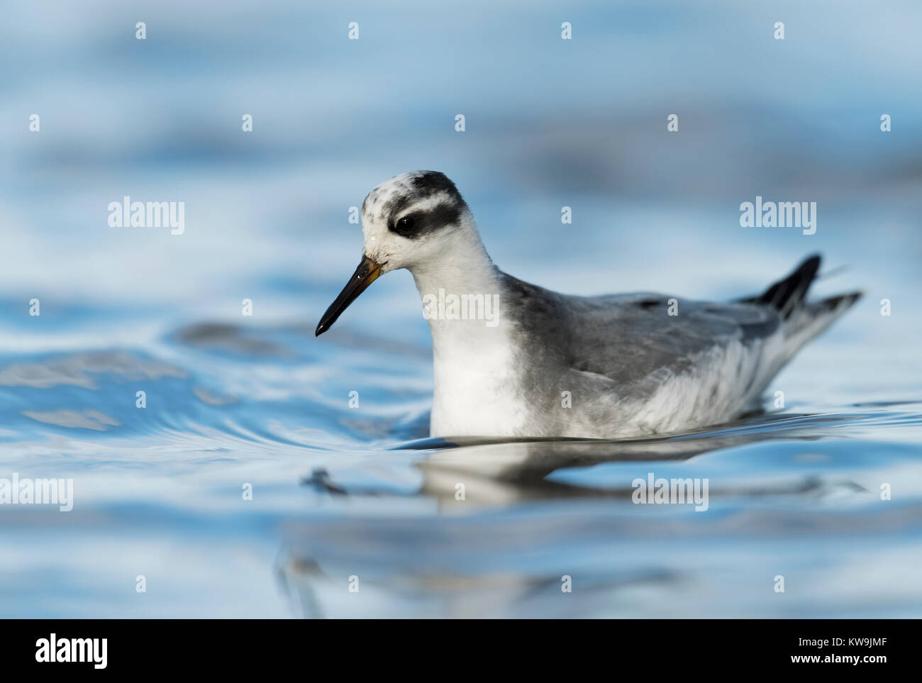 Red Phalarope Stock Photo